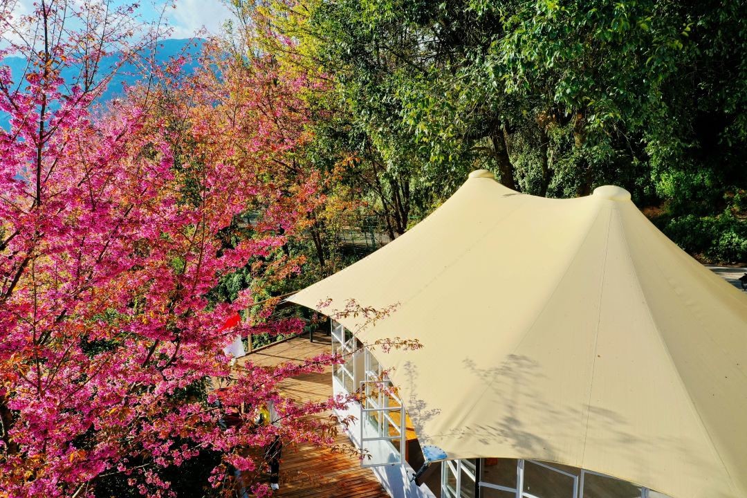 帳篷民宿營地:團隊合作與協作精神的培育沃土